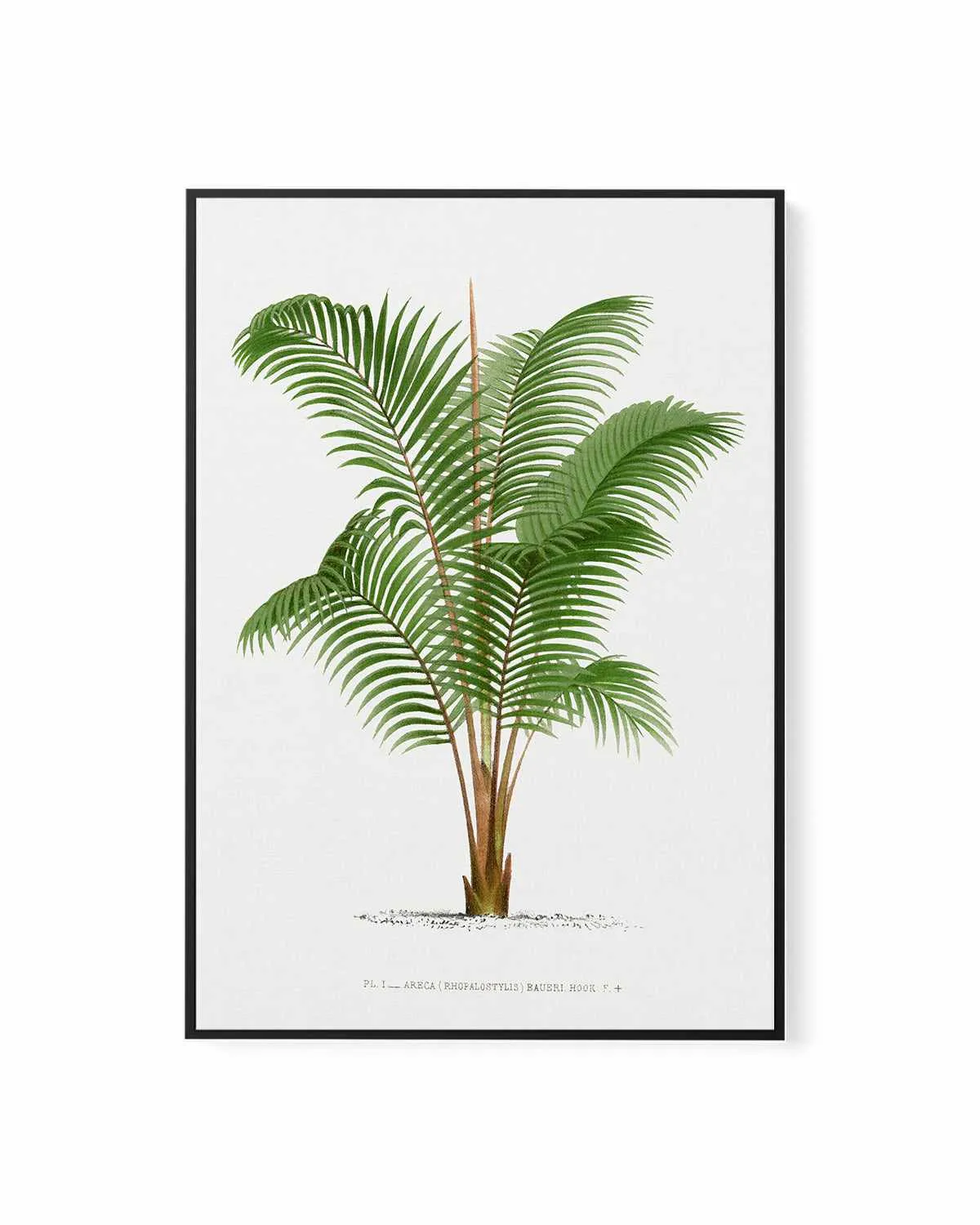 Areca Baueri Vintage Palm Poster | Framed Canvas Art Print