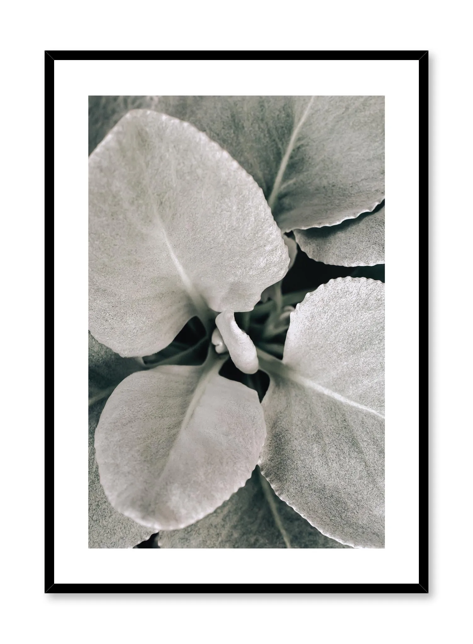 Dusted Leaves, Poster